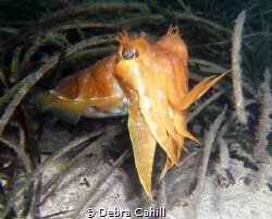 Cuttlefish Pt Hughes Jetty South Australia by Debra Cahill 
